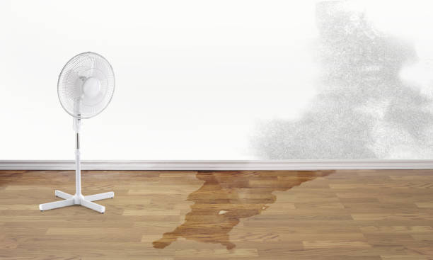 Best Professional water damage repair  in Thorsby, AL